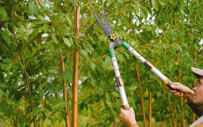 Tree trimming in Hamilton, ND
