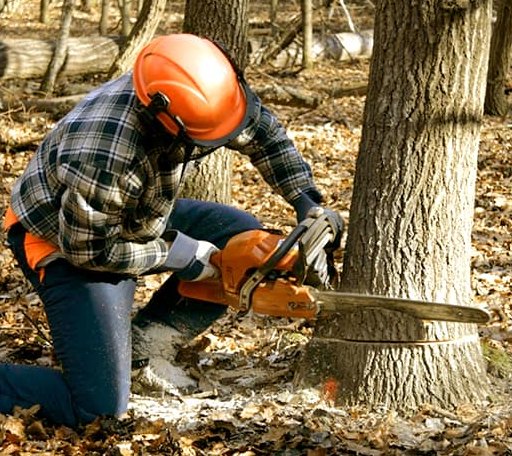 Tree Removal in Hamilton, ND